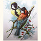 Antique Chromolithogaph Book Plate by Catherine Klein - Colorful Birds