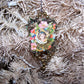 Victorian Revival handcrafted tinsel and mercury glass Christmas ornament.  Die cut of a young girl in white surrounded by cherry blossoms. Light but lengthy.